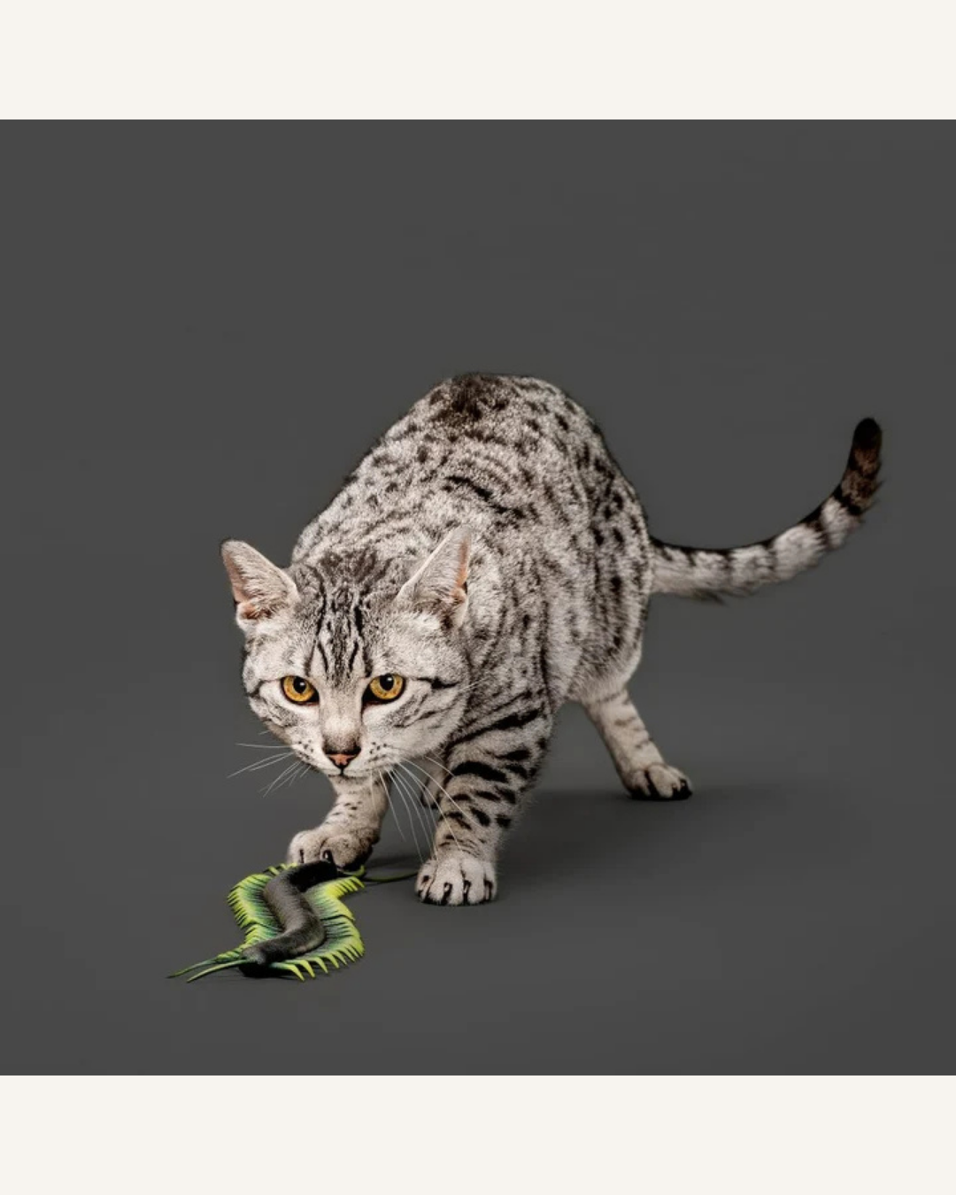Spotted gray cat pawing at a small green-and-black centipede cat toy on a dark floor.