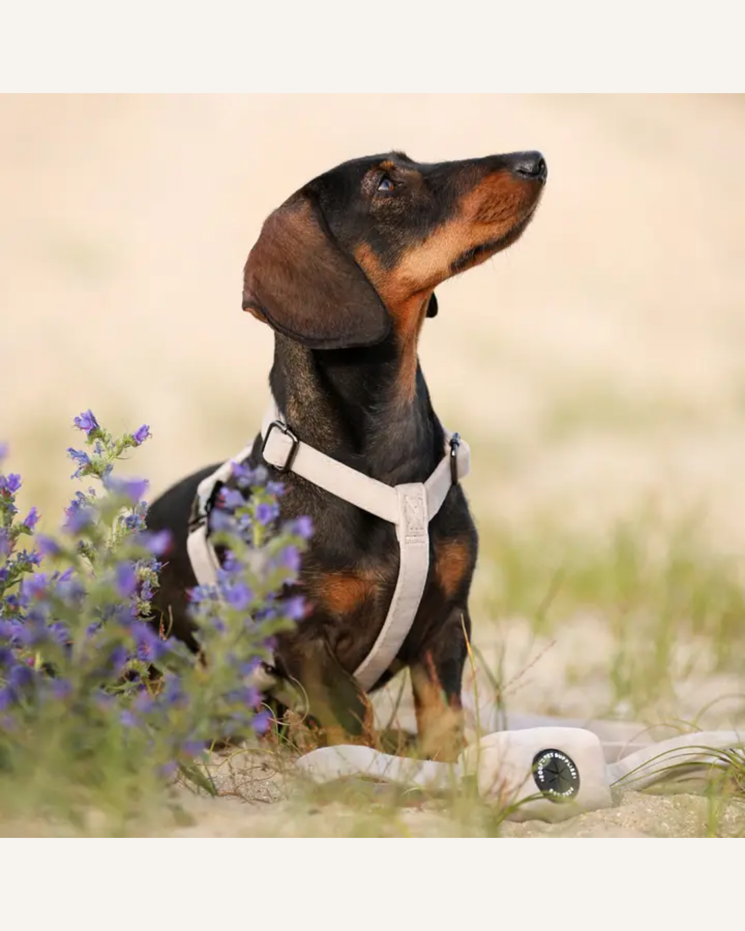 Black-and-tan dachshund wearing a light beige harness, seated among purple flowers.