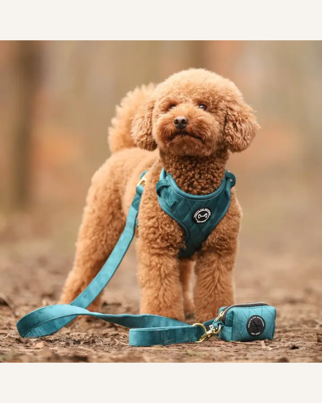 Small curly-haired dog wearing a teal velvet harness, with a matching leash and silver clip.
