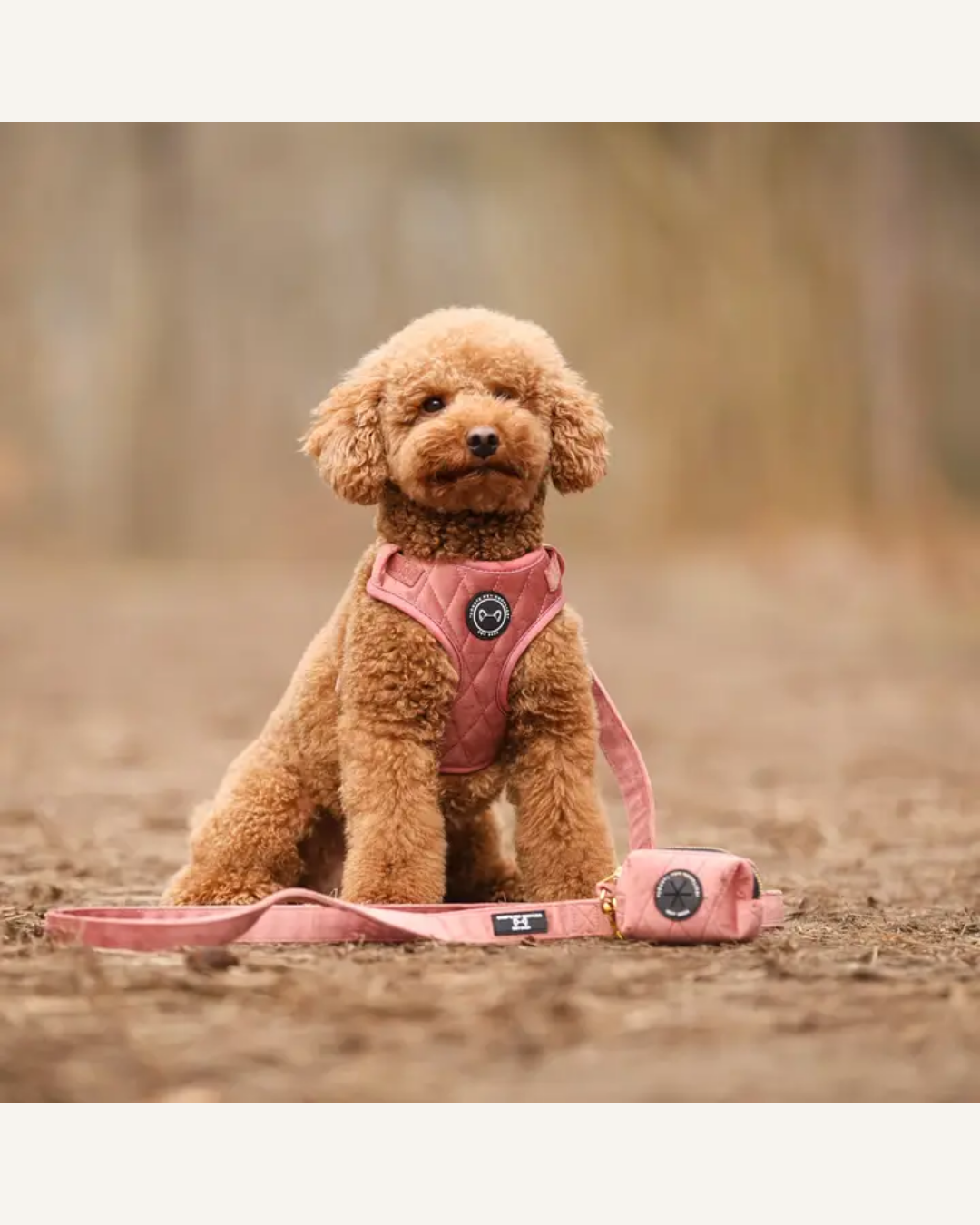 Small brown dog wearing a pink velvet harness, attached to a matching pink leash.