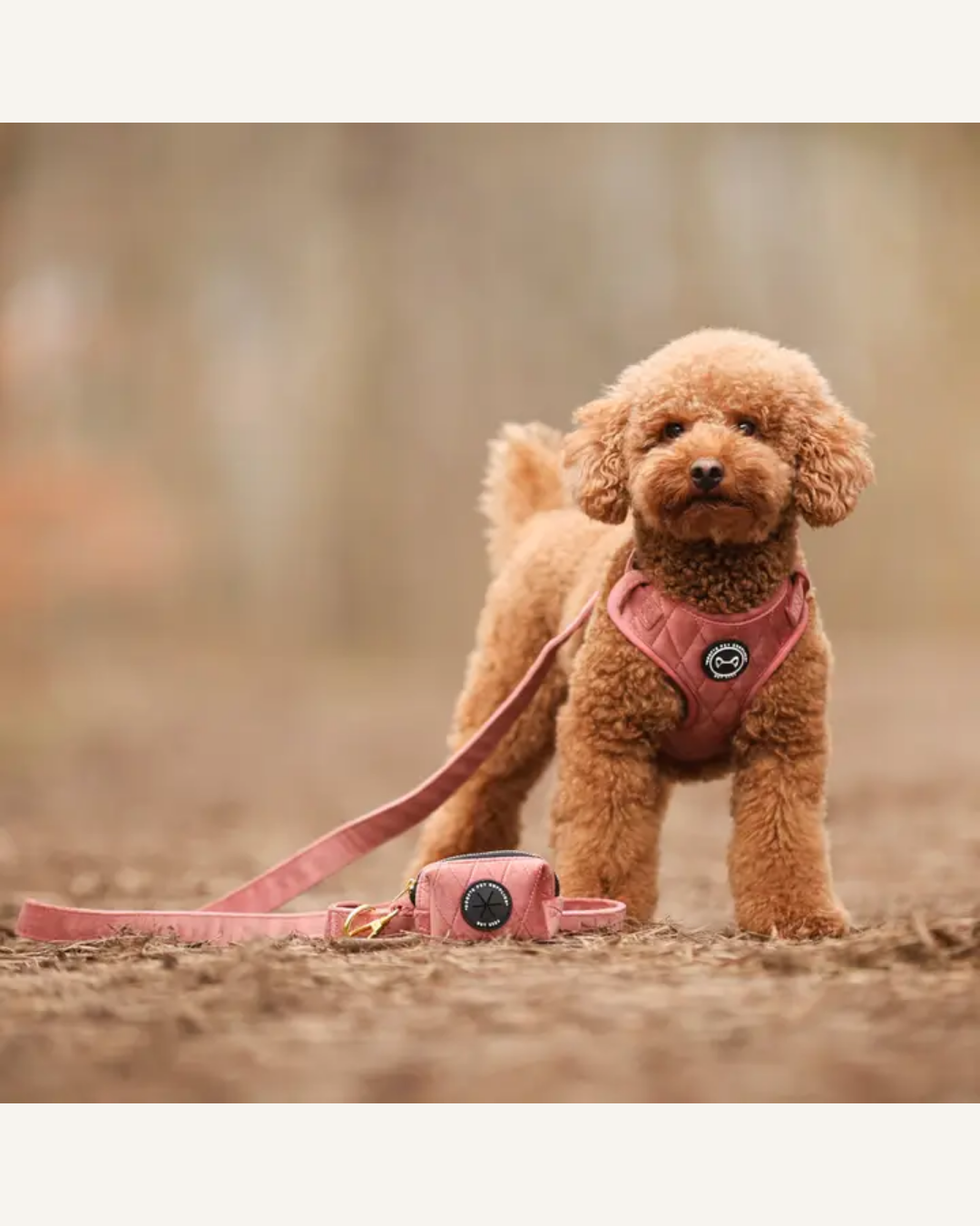 Apricot poodle wearing a pink velvet harness beside a matching pink leash and poop bag holder.