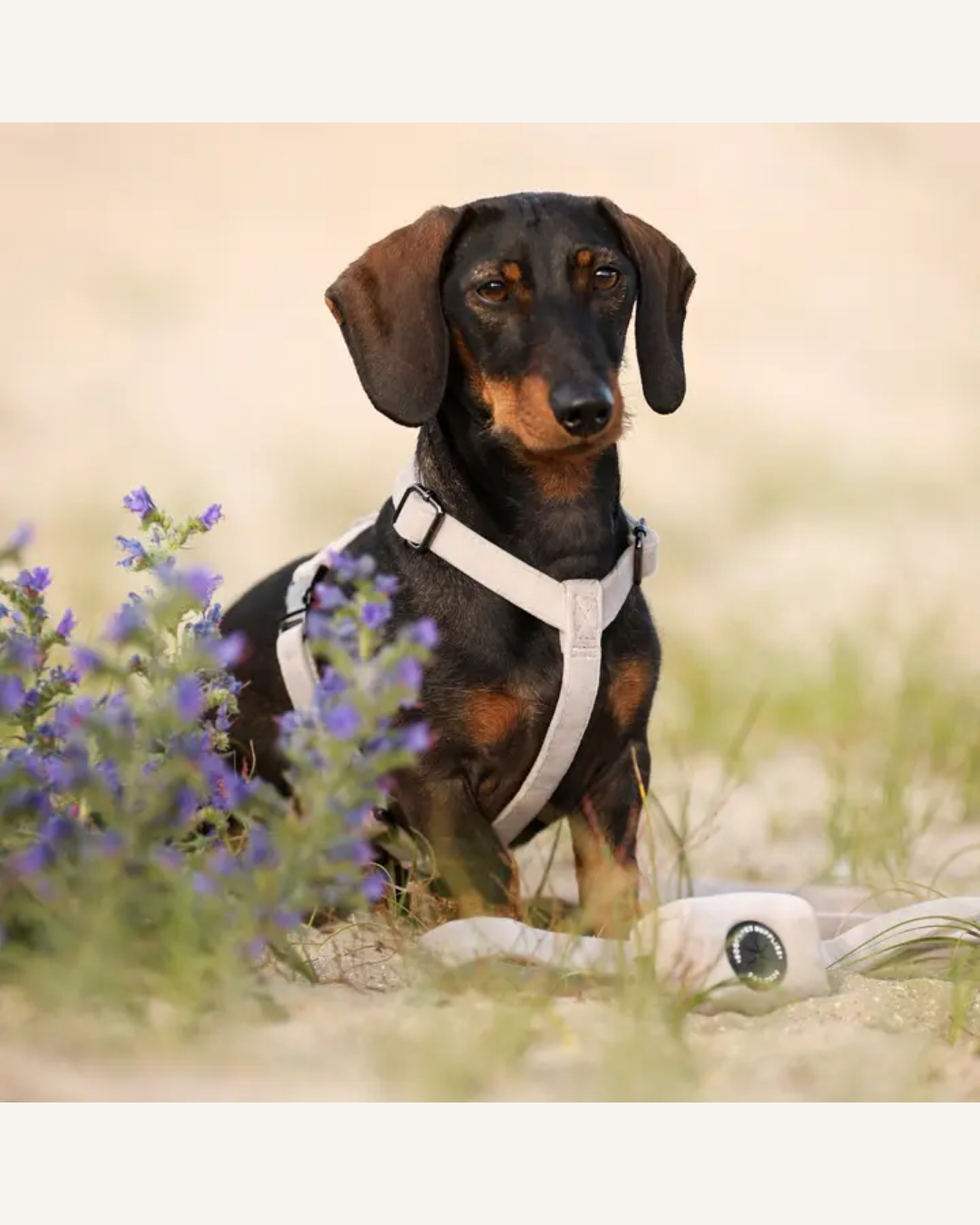 Black and tan dachshund wearing a gray-beige Y-shaped dog harness with black straps.