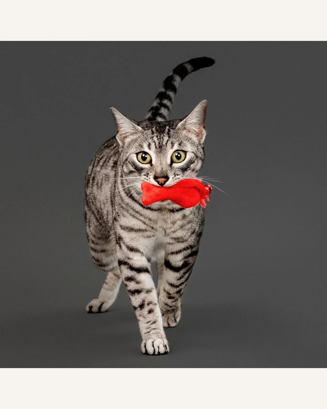 Playology Pouncing Feather Fish 3-pack | Kattenspeelgoed