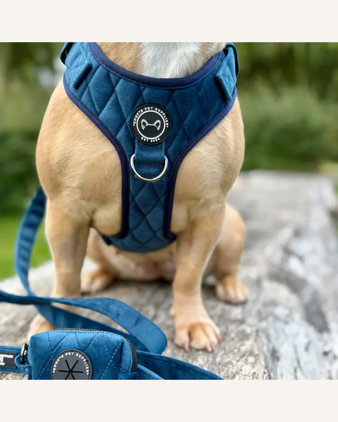 Cobalt blue quilted velvet dog harness with a metal leash ring, worn by a tan dog beside a matching accessory.
