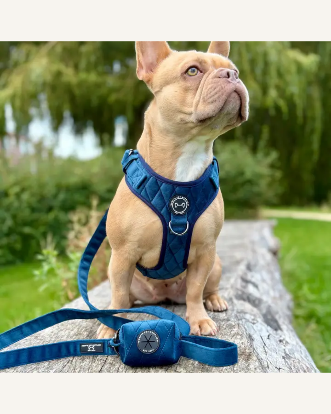 Cobalt blue velvet dog leash and matching harness with metal ring and clip, modeled on a French bulldog.