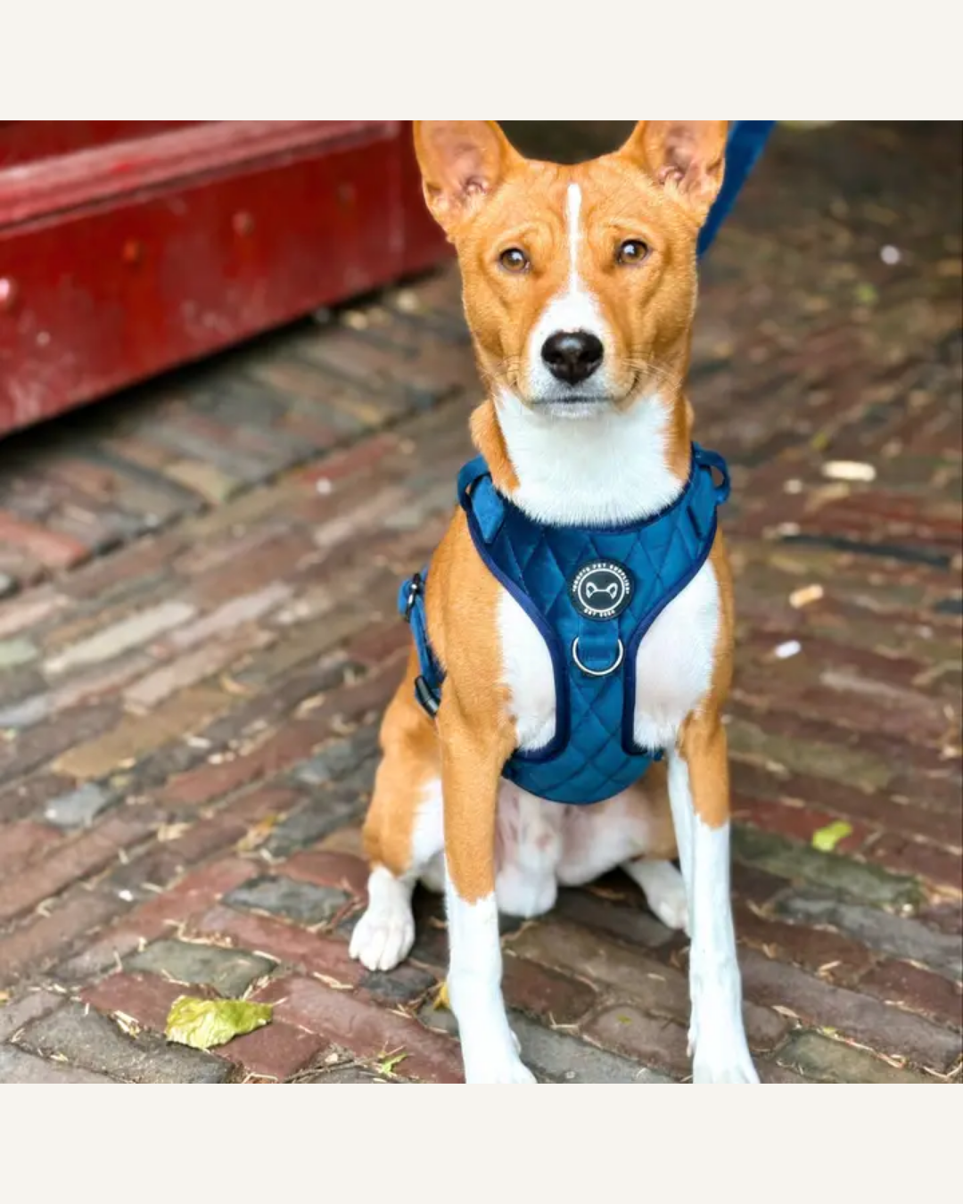 Tan-and-white dog wearing a cobalt blue velvet Y-shaped harness with black trim and metal rings.
