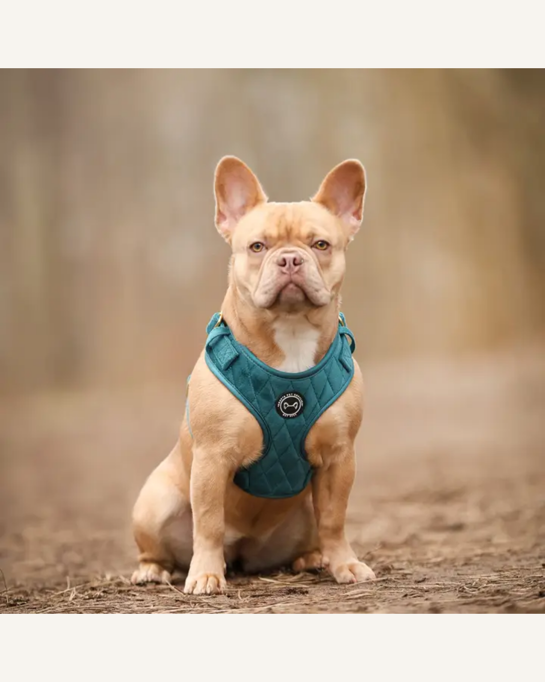 French bulldog wearing an emerald blue velvet Y-shaped harness with a round metal chest ring.