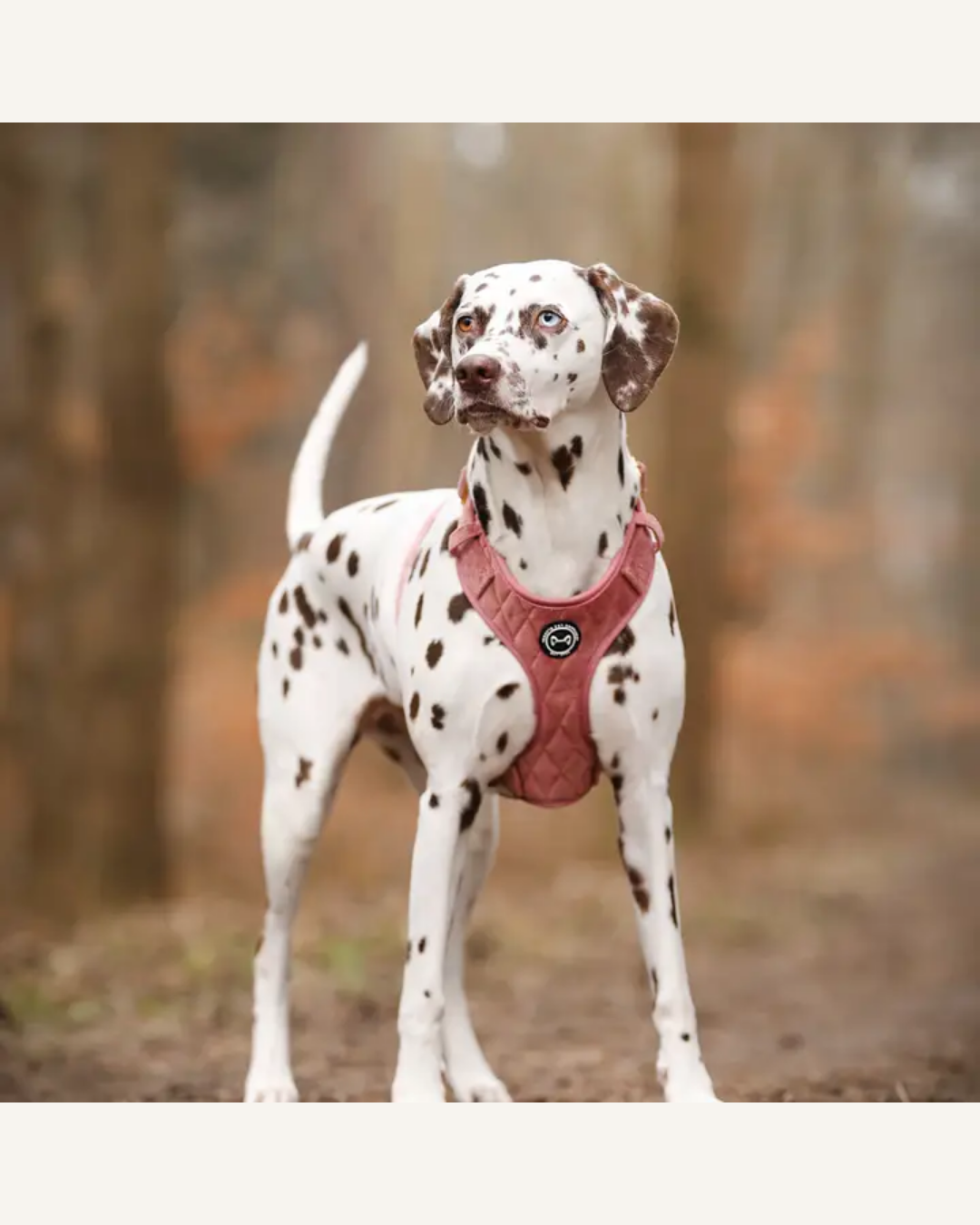 Dalmatian wearing a pink velvet Y-shaped dog harness with black trim and a chest buckle.