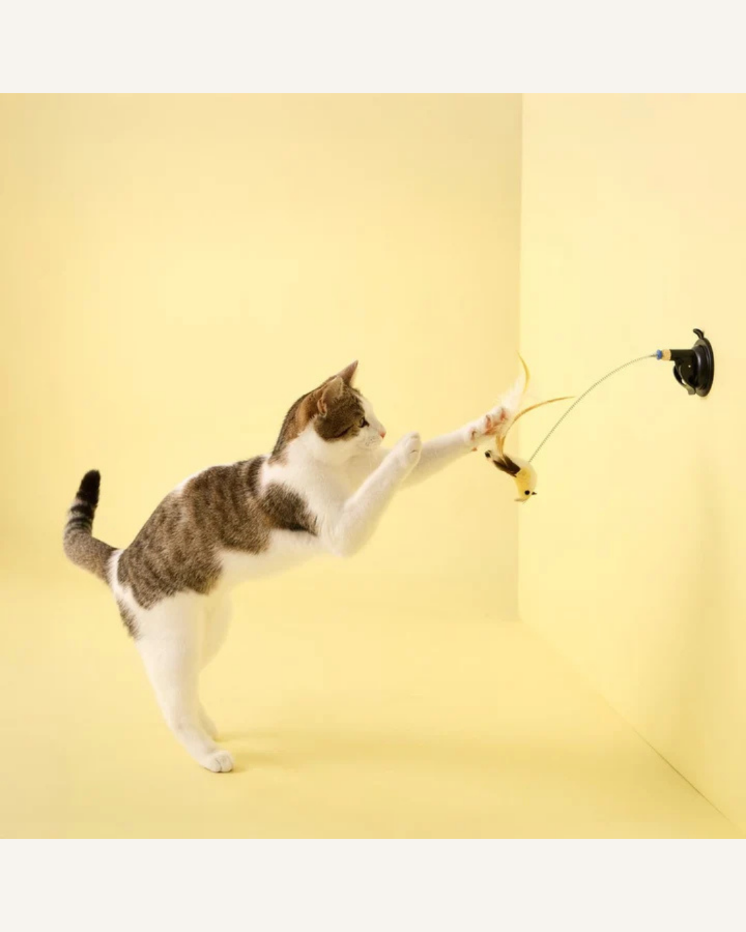 Tabby-and-white cat bats a dangling feather toy attached to the wall by a black suction cup.